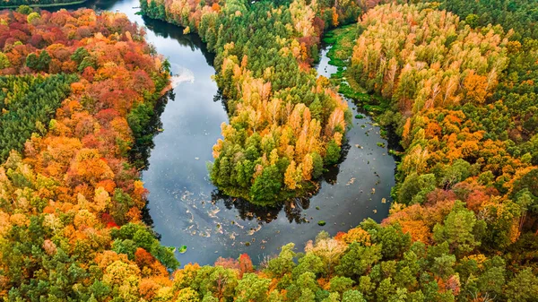 Sonbaharda Sarı Orman Nehir Polonya Avrupa Doğanın Havadan Görünüşü — Stok fotoğraf