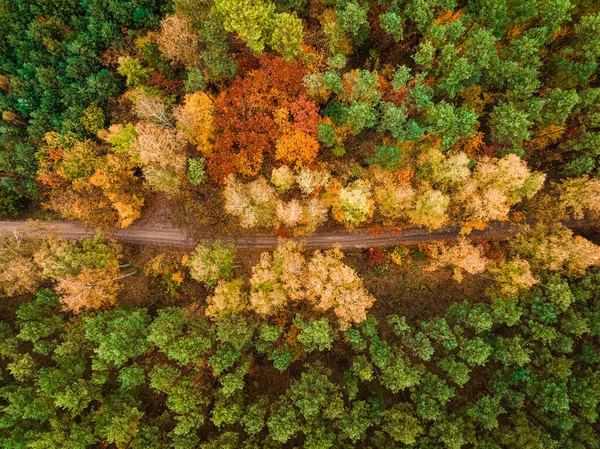 Estrada Rural Floresta Outono Polônia Natureza Europa — Fotografia de Stock