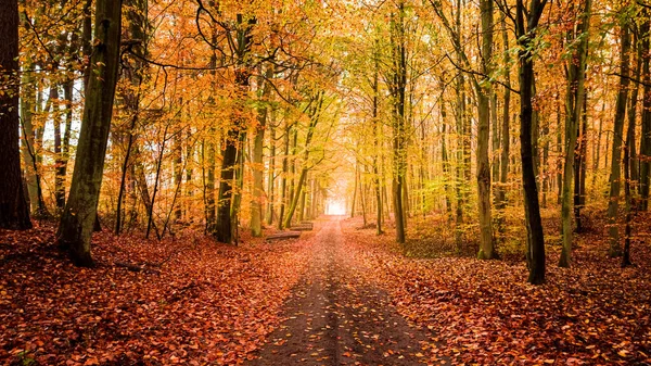 Jesienna Ścieżka Piesza Lesie Polska Natura Europie — Zdjęcie stockowe