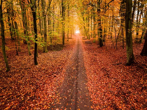 Szlak Lasach Liściastych Polsce Jesienią Natura Europie — Zdjęcie stockowe