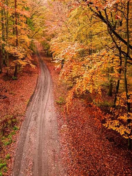 Route Feuillue Dans Forêt Automne Pologne Nature Europe — Photo