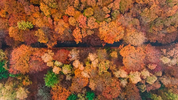 Ciemna Droga Jesienny Las Polsce Natura Europie — Zdjęcie stockowe