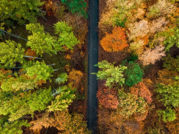 Road Colorful Forest Autumn Poland Nature Europe — Stock Photo, Image