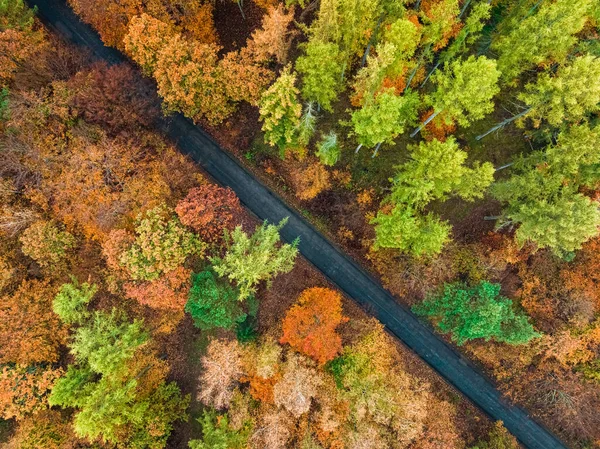 Πολύχρωμο Δάσος Και Σκοτεινό Δρόμο Φθινόπωρο Πολωνία Φύση Στην Ευρώπη — Φωτογραφία Αρχείου