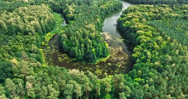 Речные Зеленые Леса Дикая Природа Польше Вид Воздуха Природу — стоковое видео