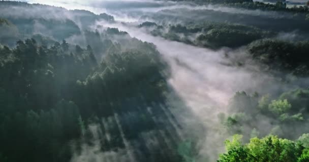 Mlhavý Les Údolí Úsvitu Podzim Letecký Pohled Divokou Zvěř Polsku — Stock video