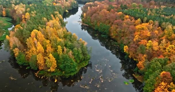 Jesienny Las Rzeka Polsce Europie Widok Lotu Ptaka — Wideo stockowe