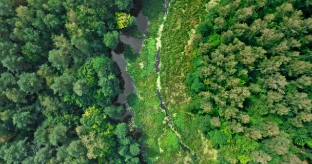 Pequeno Rio Florestas Vida Selvagem Polónia Vista Aérea Natureza — Vídeo de Stock