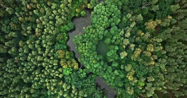 Aerial View River Swamps Forest Nature Poland — Stok video