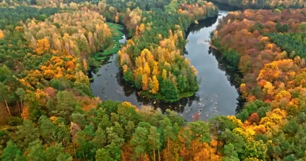 Floresta Amarela Rio Outono Polônia Europa Vista Aérea Natureza — Vídeo de Stock