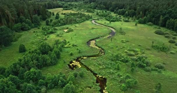 River Swamps Forest Summer Aerial View Nature Poland — Stockvideo