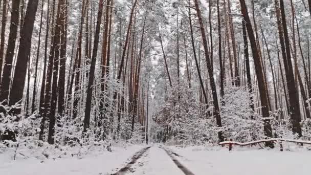 Вид Воздуха Белый Лес Пешеходную Дорожку Зимой Дикая Природа Зимой — стоковое видео