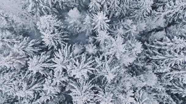 Antena Zamarzniętego Lasu Pokrytymi Śniegiem Drzewami Płatki Śniegu Spadające — Wideo stockowe