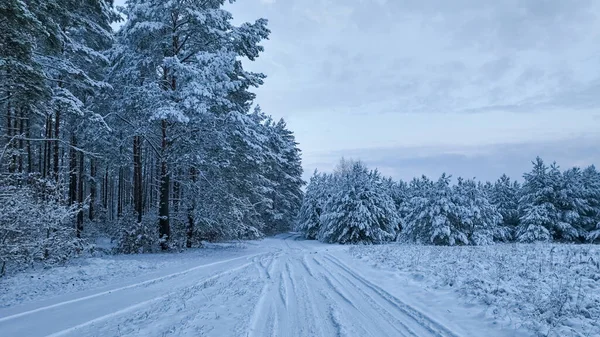 Vista Aérea Floresta Nevada Estrada Rural Polônia Vida Selvagem Inverno — Fotografia de Stock