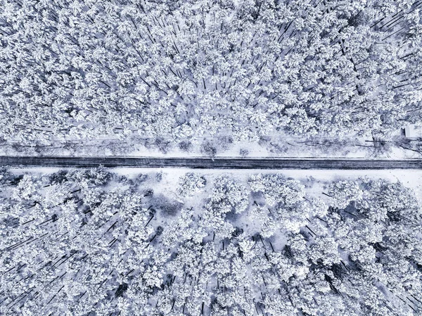 Летают Над Белым Лесом Асфальтовой Дорогой Зимой Польша Дикая Природа — стоковое фото