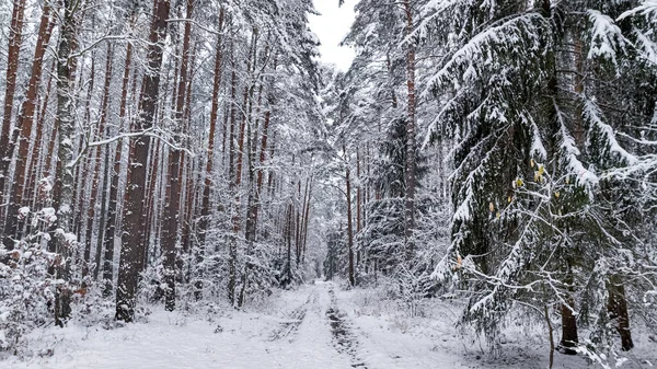 Kışın Patika Karlı Ormanın Havadan Görünüşü Kışın Vahşi Yaşam Polonya — Stok fotoğraf