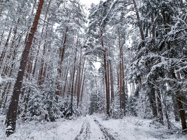 Kışın Beyaz Ormanın Patikanın Havadan Görünüşü Kışın Vahşi Yaşam Polonya — Stok fotoğraf