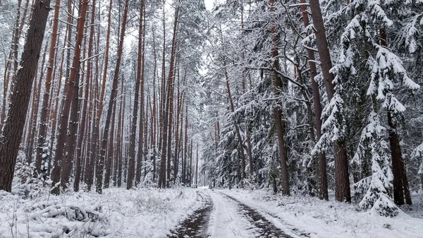 Bosque Con Nieve Carretera Rural Polonia Invierno Nevado Naturaleza —  Fotos de Stock