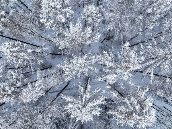 Aerial view of forest with snow in winter, Poland. Wildlife in winter Poland, Europe.