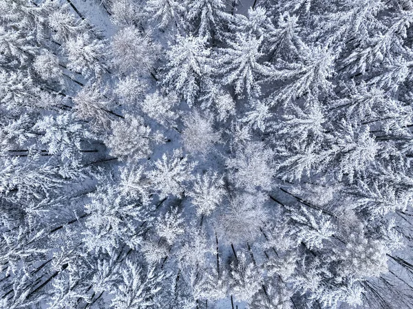 Flygfoto Vit Skog Vintern Polen Snöig Vinter Naturen — Stockfoto
