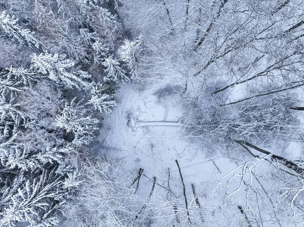 Aerial view of snow-covered forest in winter, Poland. The trees are covered with snow.