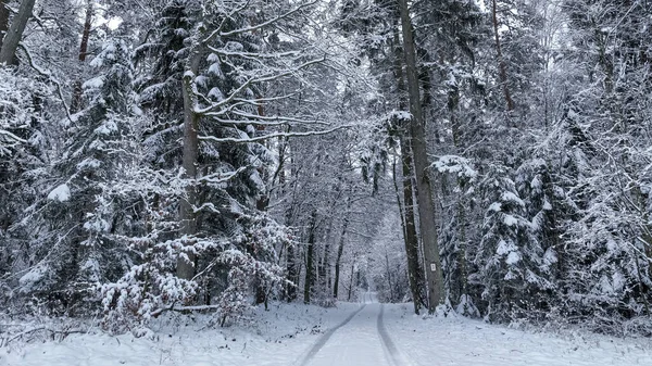Kışın Donmuş Ormanın Patikanın Havadan Görünüşü Doğada Karlı Kış — Stok fotoğraf