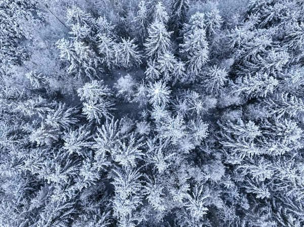 Letecký Pohled Zasněžený Les Zimě Polsko Divoká Příroda Zimě Polsko — Stock fotografie