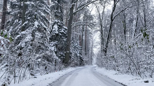 Vista Aérea Pequeña Carretera Bosque Blanco Polonia Vida Silvestre Invierno —  Fotos de Stock
