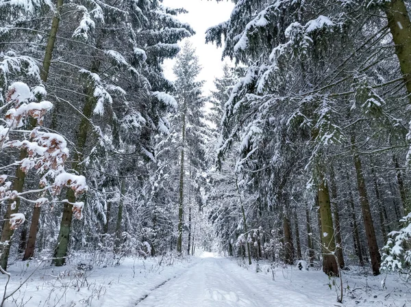 Polonya Daki Patika Karlı Ormanın Havadan Görünüşü Doğada Karlı Kış — Stok fotoğraf