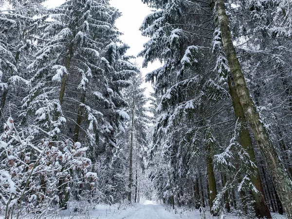 波兰乡村道路和白雪覆盖的森林的空中景观 树被雪覆盖着 — 图库照片