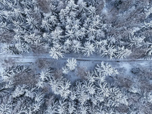 Vista Aérea Del Bosque Congelado Ruta Polonia Los Árboles Están —  Fotos de Stock