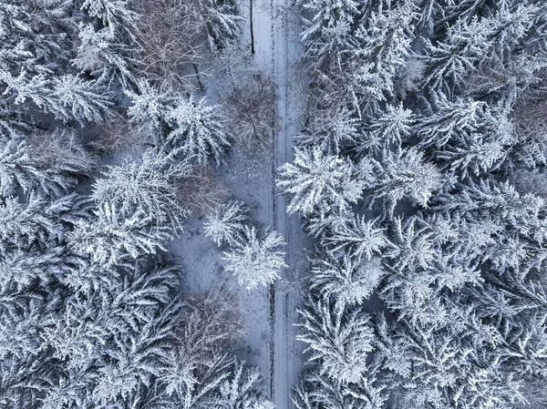 Вид Воздуха Белый Лес Тропинку Польше Снежная Зима Природе — стоковое фото