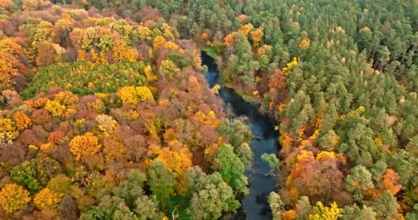 Bosque Colorido Otoñal Pequeño Río Polonia Europa Vista Aérea Naturaleza — Vídeos de Stock