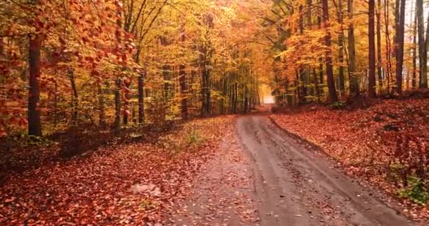Leafy Footpath Autumn Forest Poland Nature Europe — Stock video