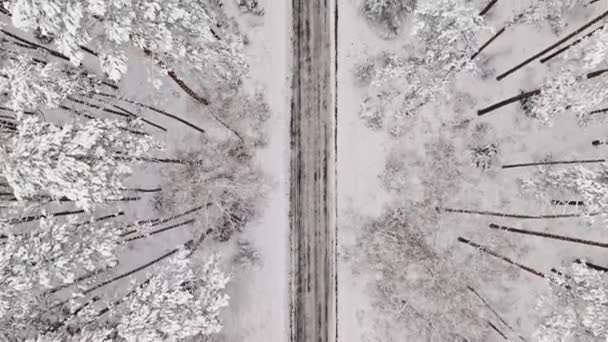 Voando Acima Floresta Branca Estrada Asfalto Inverno Polônia Vida Selvagem — Vídeo de Stock