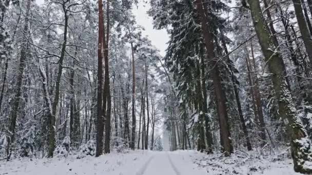 Luchtfoto Van Bevroren Bos Pad Winter Sneeuwrijke Winter Natuur — Stockvideo