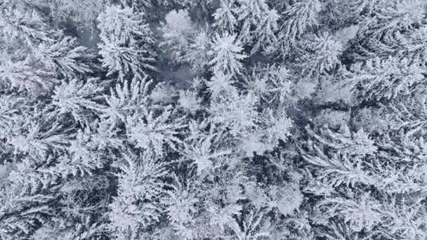 Sneeuwvlokken Vallen Naar Beneden Luchtfoto Van Bevroren Bos Met Besneeuwde — Stockvideo