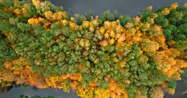 Bovenaanzicht Van Het Herfstbos Rivier Luchtfoto Van Wilde Dieren Natuur — Stockvideo