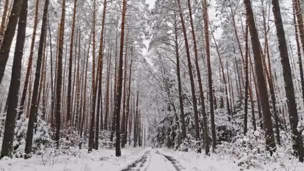 Bos Met Sneeuw Landweg Polen Sneeuwrijke Winter Natuur — Stockvideo