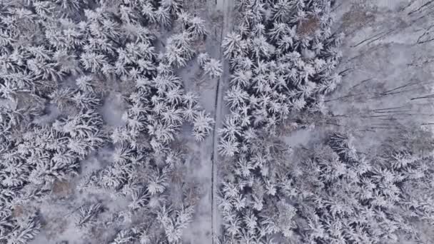 Вид Воздуха Маленькую Дорогу Белый Лес Зимой Деревья Покрыты Снегом — стоковое видео