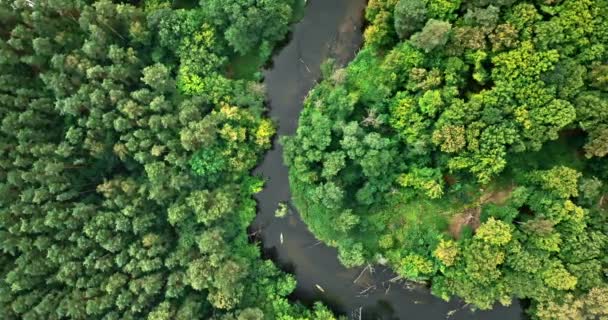 Aerial View Kayaking River Wildlife Poland Aerial View Poland Europe — Stockvideo