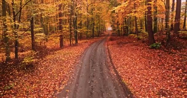 Route Feuillue Dans Forêt Automne Pologne Nature Europe — Video