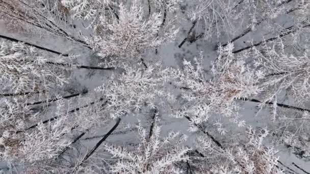Flygfoto Vit Skog Vintern Polen Snöig Vinter Naturen — Stockvideo