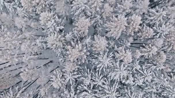 Luchtfoto Van Bos Met Sneeuw Winter Polen Wilde Dieren Planten — Stockvideo