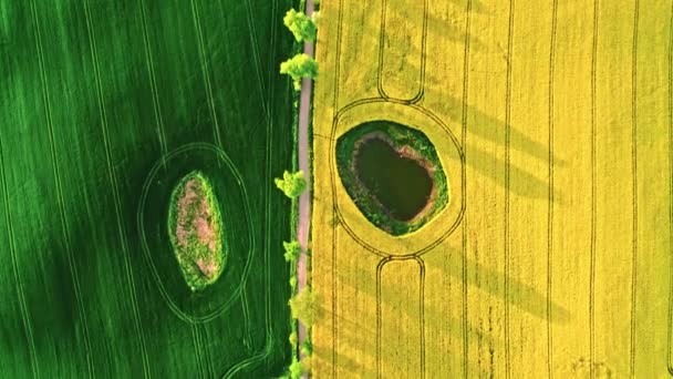 Half Green Wheat Yellow Rape Fields Poland Countryside Aerial View — Stock Video
