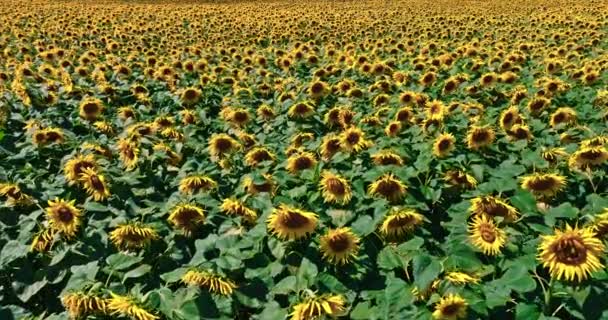 Yellow Sunflower Field Aerial View Agriculture Poland Europe — Video