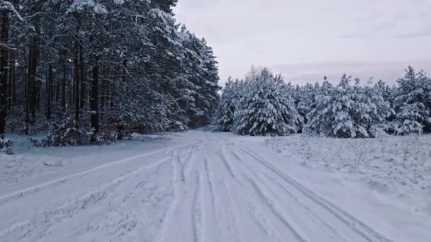 Luchtfoto Van Besneeuwd Bos Landweg Polen Wilde Dieren Planten Winter — Stockvideo