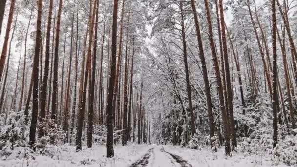 Bos Met Sneeuw Landweg Polen Sneeuwrijke Winter Natuur — Stockvideo