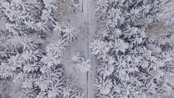 Vista Aérea Pequena Estrada Floresta Branca Polónia Vida Selvagem Inverno — Vídeo de Stock