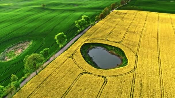 Gelbe Rapsfelder Der Polnischen Landschaft Luftaufnahme Der Landwirtschaft Polen — Stockvideo
